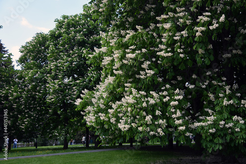 Lilac blossom in spring