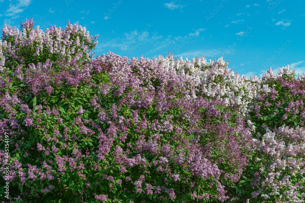 Several blooming bright pink lilac bushes in a park Several blooming bright pink lilac bushes in a park