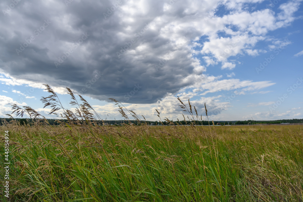 Green meadow with tall grass against the background of a relief gray cloud. A thunderstorm is approaching, the wind tilts the ears of grass to the ground. Summer landscape with beautiful cloudy sky 