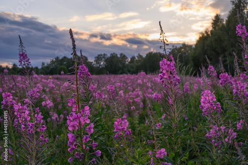 A field of ivan-tea flowers in the evening at sunset. Warm summer evening and blooming purple flowers. Gray-yellow colors in the sky. In the distance there is a forest and an approaching cloud. Ivan t