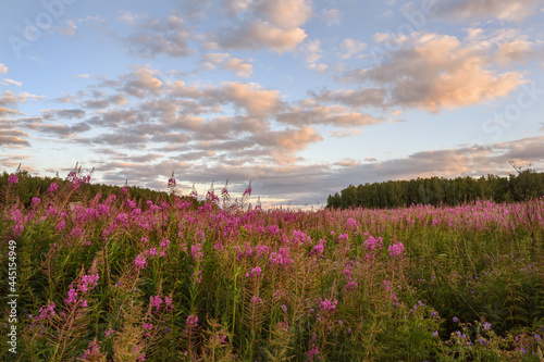 A field of ivan-tea flowers in the evening at sunset. close-up. Cloudy sky with shades of yellow. A warm summer evening and sunshine make the scene softer and deeper. Fireweed blooms to the horizon