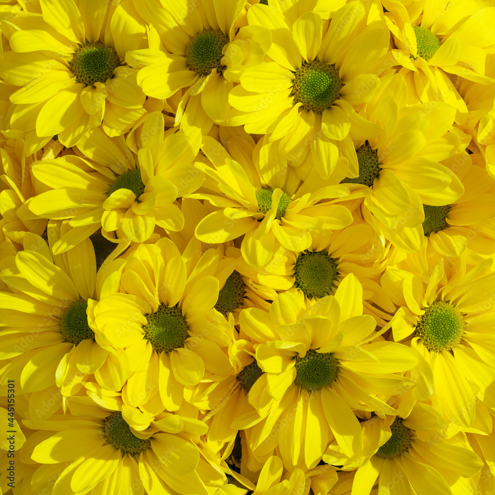 Fototapeta premium Close-up of yellow chrysanthemums flowers. Floral background.