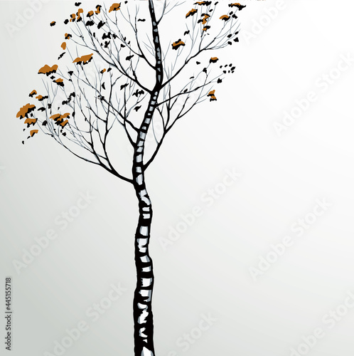 Birch. Vector drawing black pattern