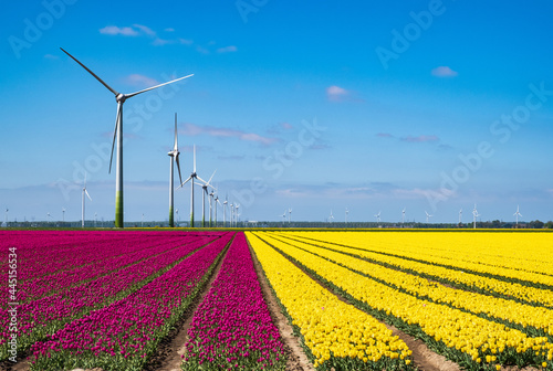 Windmills in a tulip field, Flevoland Province, Th Netherlands
