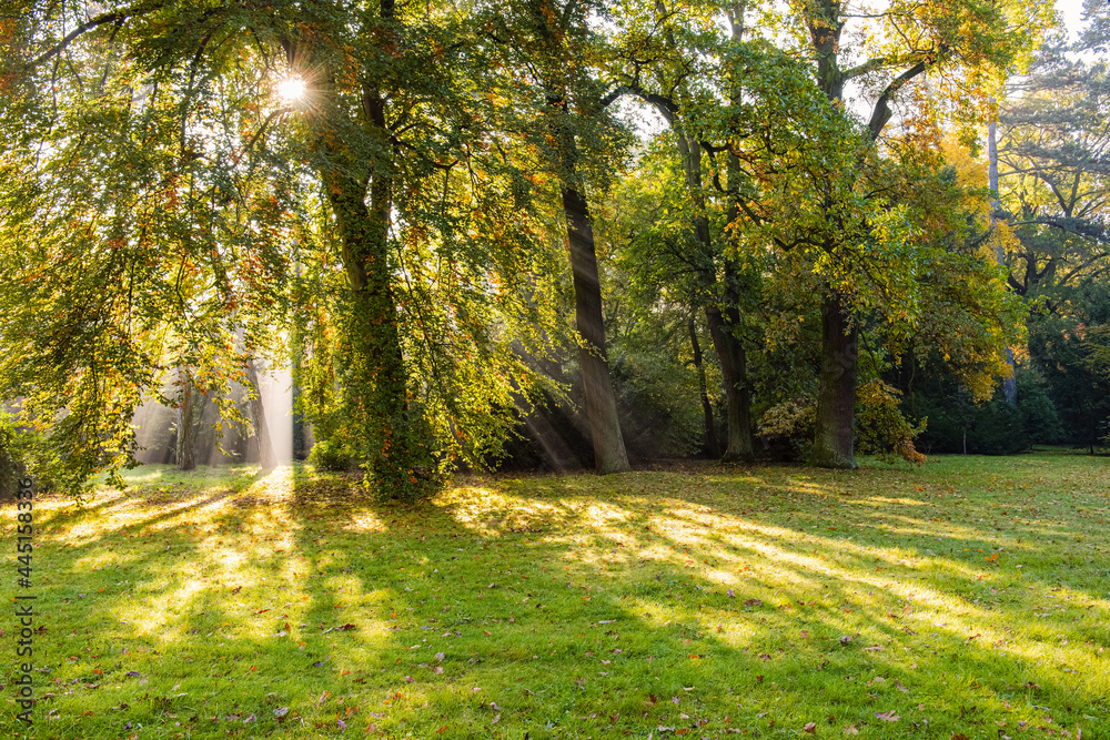 golden autumn season, beautiful park in a sunny morning in fall season