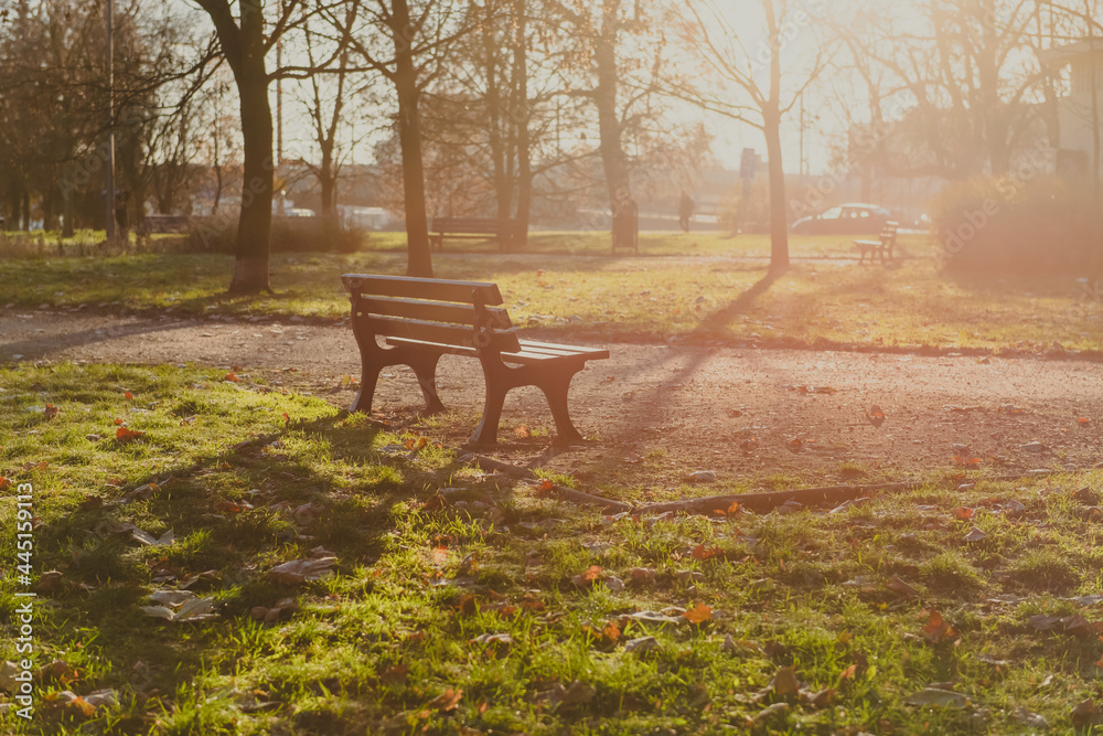 old wooden bench in a city park in autumn season in a sunny morning