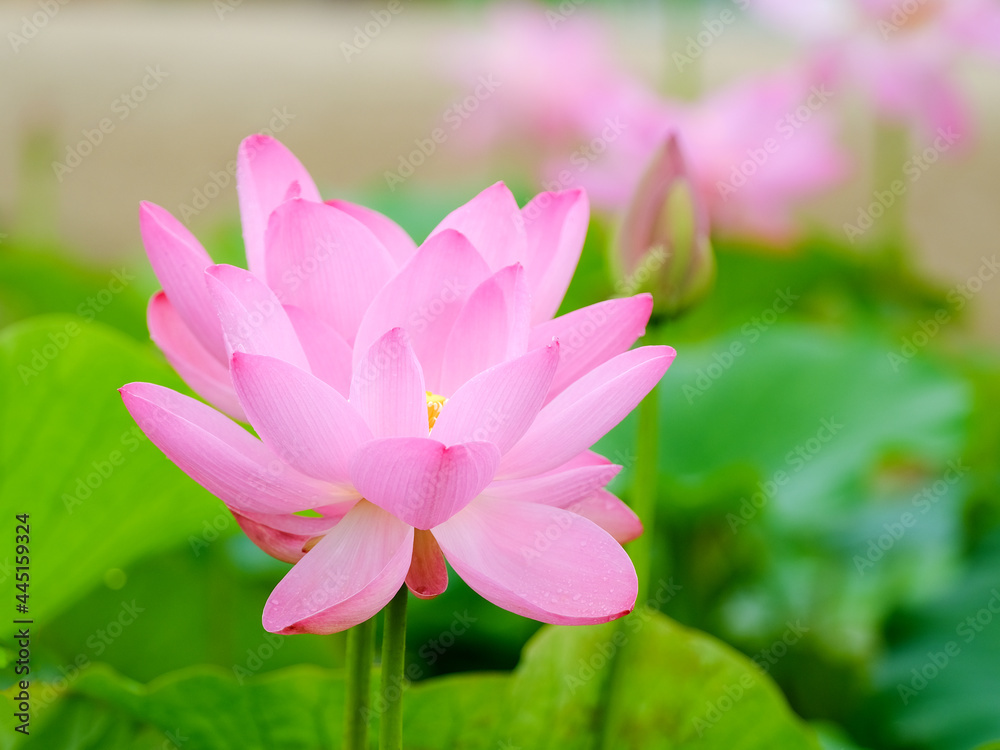 Fototapeta premium ハスの花