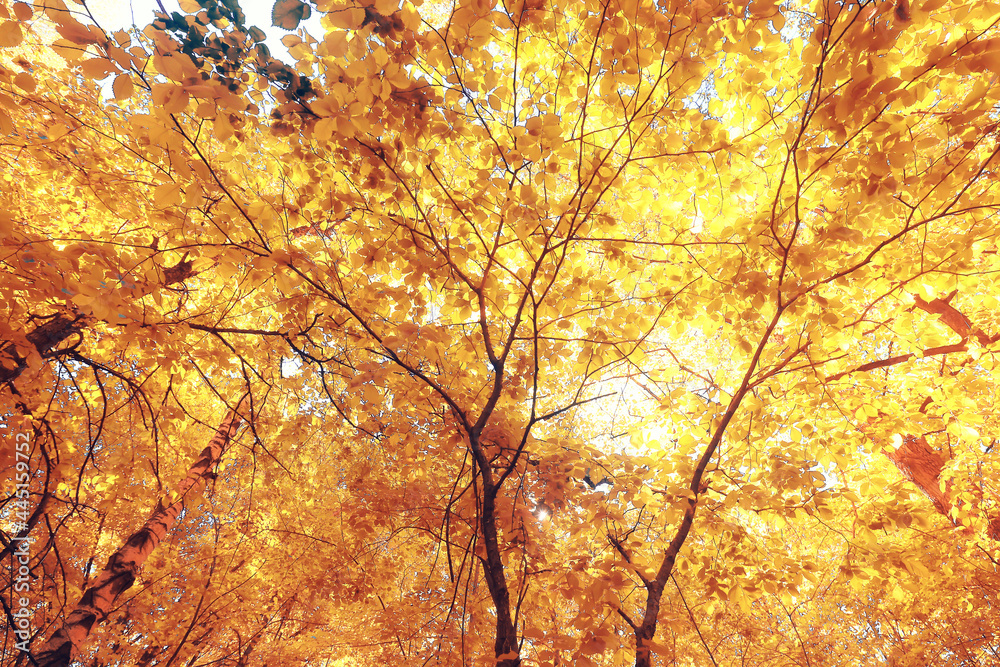 orange fall falling leaves autumn background yellow branches maple orange fall falling leaves autumn background yellow branches maple