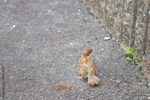 コンクリートの道路に佇む子雀 © pomupomu
