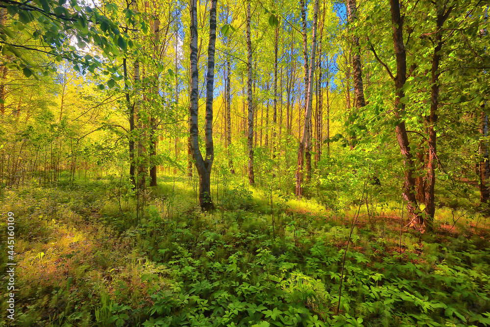 sunny summer day in green park, beautiful landscape trees background sunny summer day in green park, beautiful landscape trees background