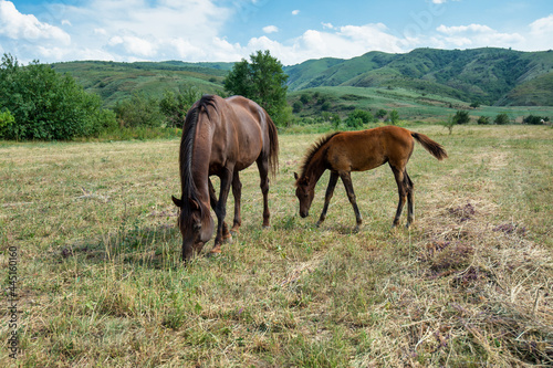 horse and foal