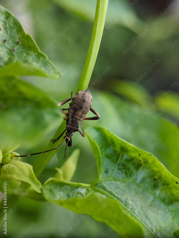 insect on a leaf with a macro lens insect on a leaf with a macro lens