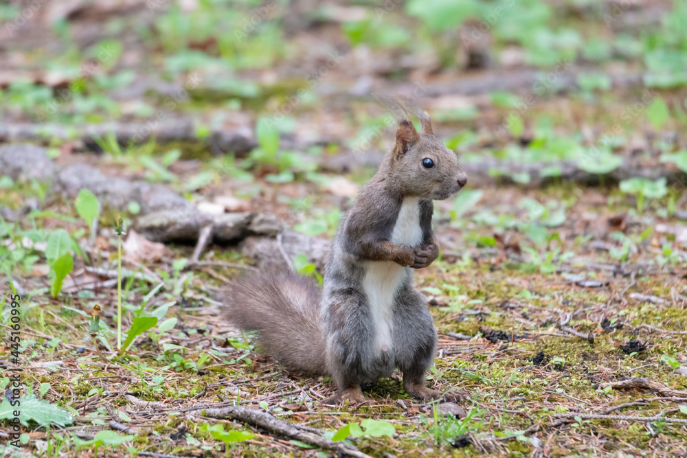 手を組むエゾリス