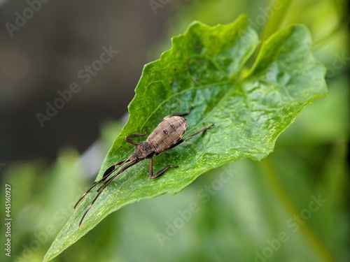 insect on a leaf with a macro lens