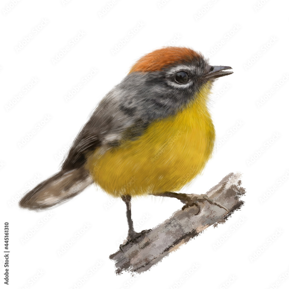 Fototapeta premium Funny little tit bird watercolor illustration. Hand drawn realistic Brown-capped Redstart bird (Myioborus brunniceps) on the branch, beautiful bird on the branch. Garden, park, forest tiny avian
