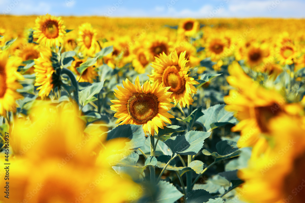 Fototapeta premium field of blooming sunflowers on a background of blue sky