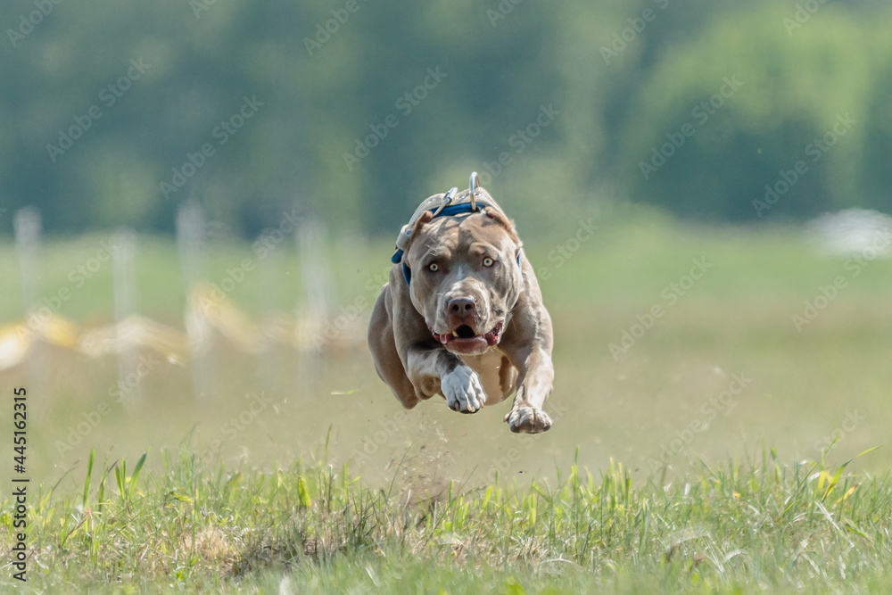 Pit Bull dog running in the field