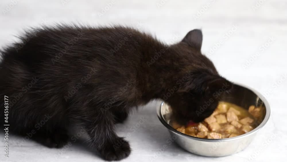 A tiny black kitten is eating food from his bowl.