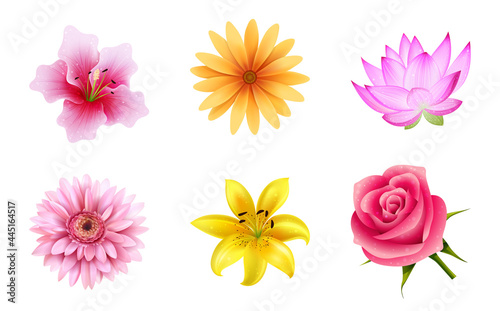 Fototapeta Naklejka Na Ścianę i Meble -  Colorful Realistic Flower Set for Celebration Decoration