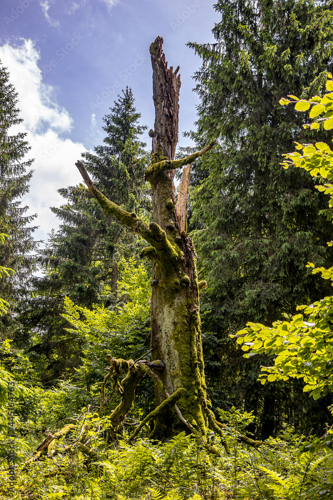 Fototapeta premium abgestorbener Baum mit besonderen Verästelungen