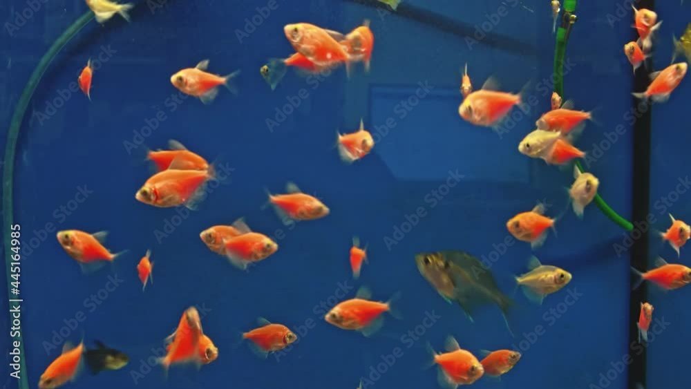 Exotic fish swim inside the aquarium.