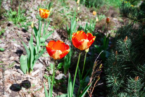 Bright blooming red and orange tulip flower in the field. Spring in botanical garden