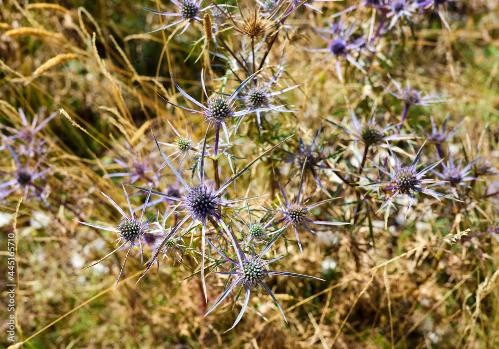 Violet-blue thistle on a sunny summer day, in full bloom in the alpine pastures. Abruzzo National Park, Godi Pass Violet-blue thistle on a sunny summer day, in full bloom in the alpine pastures. Abruzzo National Park, Godi Pass