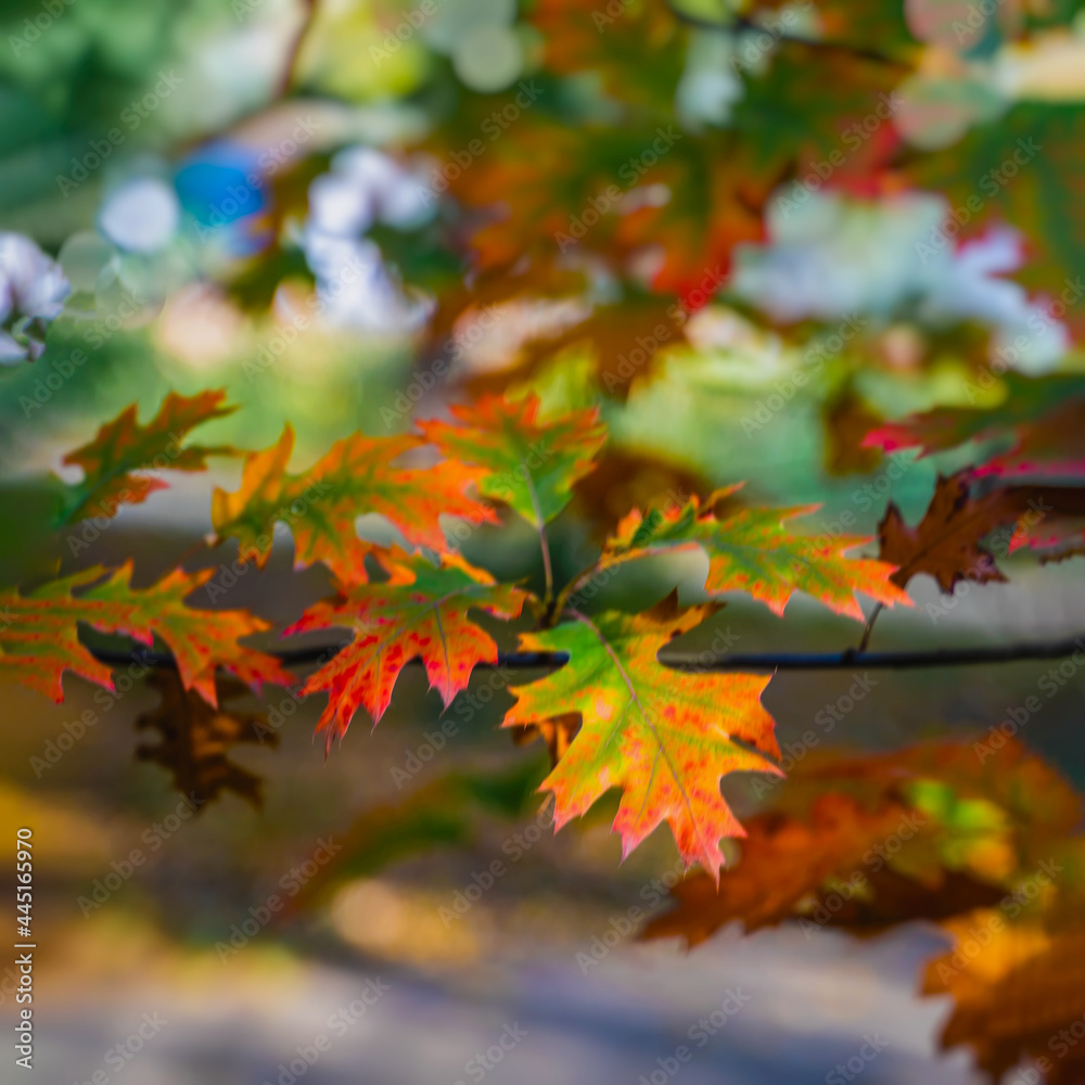 Scenic tree branch close-up, colorful autumn leaves, selective soft focus, natural background Scenic tree branch close-up, colorful autumn leaves, selective soft focus, natural background