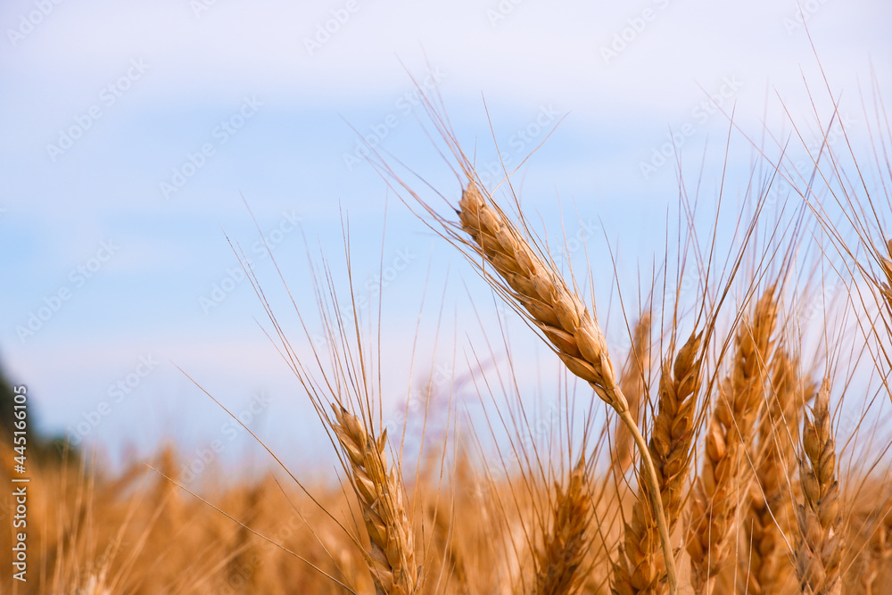Fototapeta premium Close-Up Of Stalks In Wheat Field Against Sky. Scenic View Of Wheat Field Against Sky. Golden wheat ears or rye close-up