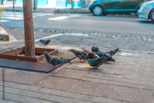 Several street pigeons eating crumbs close