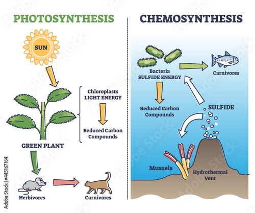Photosynthesis vs chemosynthesis process chain description outline diagram. Labeled educational comparison with plants chloroplasts light energy and hydrothermal went sulfides vector illustration. photo
