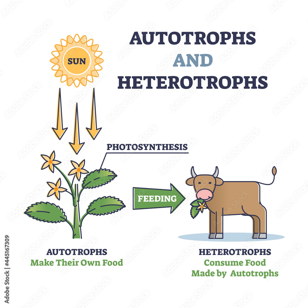 Autotrophs or producers and heterotrophs or consumers as nature energy  source division outline diagram. Photosynthesis for plants and food for  animals as biological classification vector illustration. Stock Vector |  Adobe Stock