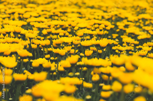Beautiful yellow chrysanthemum field in Southeast Asia, Thailand.