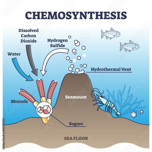 Chemosynthesis process with energy source from hydrothermal vent outline diagram. Sea floor biological life chain with mussels absorbing CO2 and hydrogen sulfide to produce sugar vector illustration.