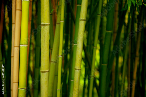 A group of green bamboo