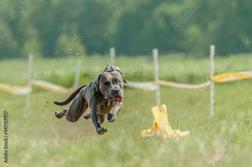 Pit Bull running straight at the camera © Aleksandr Tarlokov