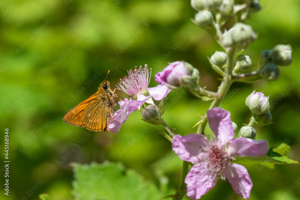 Hesperiidae / Orman Zıpzıpı / / Ochlodes venatus Hesperiidae / Orman Zıpzıpı / / Ochlodes venatus