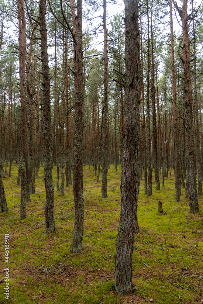 An image of a dancing forest on the Curonian Spit in the Kaliningrad region in Russia.