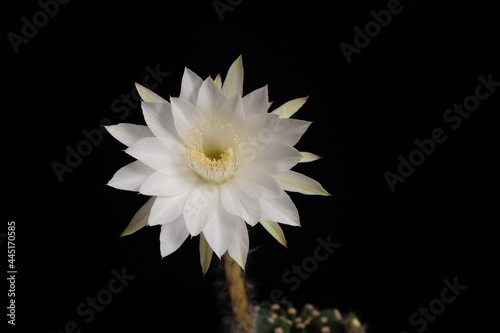 Fototapeta Naklejka Na Ścianę i Meble -  Echinopsis subdenudata cactus flower (Easter lily cactus)