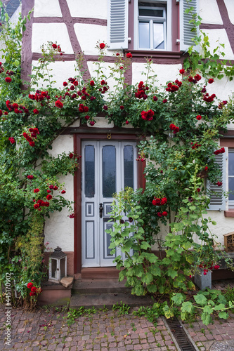 Entrance to an old half-timbered house whose facade is covered with climbing roses 
