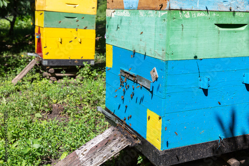 Bees fly into the hive on a sunny day © Natalya Ugryumova