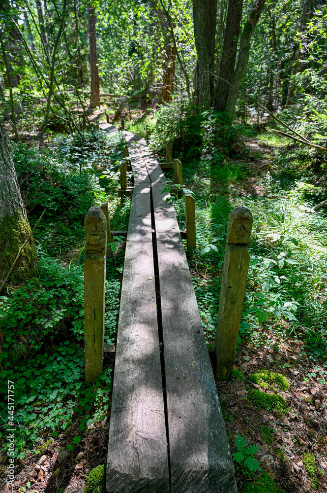 Fototapeta premium footbridge through green forest with backlight and shadows