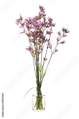 Viscaria vulgaris ( sticky catchfly or clammy campion) in a glass vessel on a white background