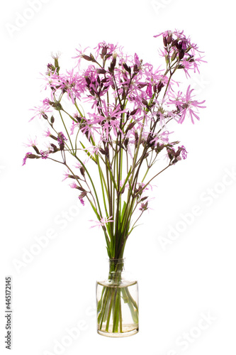 Silene flos-cuculi ( ragged-robin) in a glass vessel on a white background