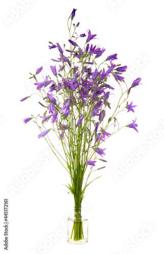Campanula patula  spreading bellflower  in a glass vessel on a white background