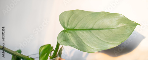 Silver philodendron's leaf with light background and copy space. philodendron hastatum silver queen closeup leaf. photo