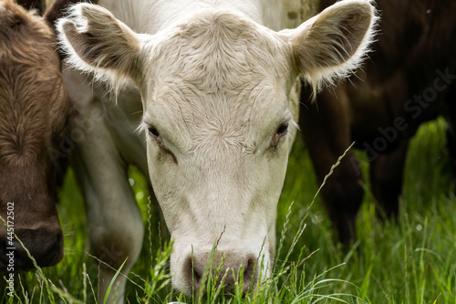 Close up of Angus and Murray Grey Cows eating lush pasture in Australia. photo