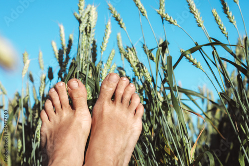 Beautiful view of lying in a field with wheat and a view of the blue sky in summer