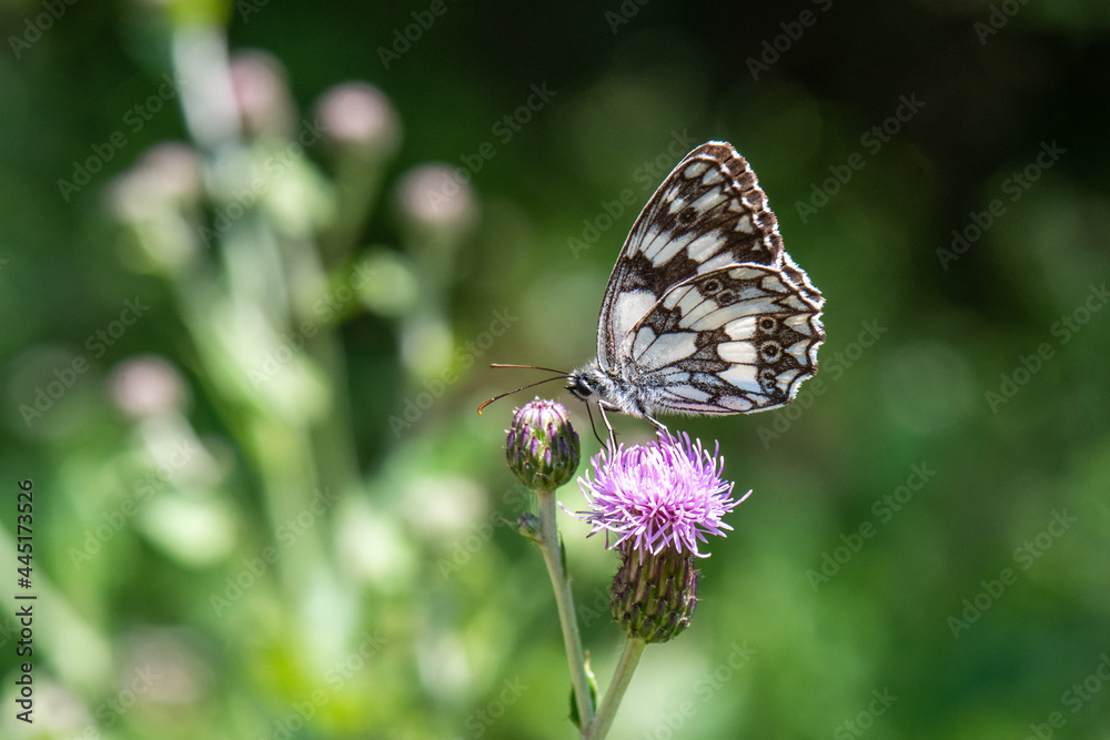 Satyridae / Orman Melikesi / / Melanargia galathea Satyridae / Orman Melikesi / / Melanargia galathea