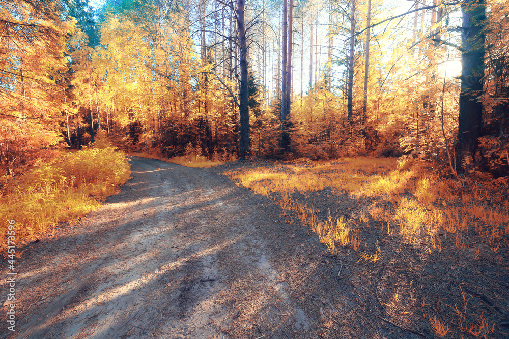fall landscape background beautiful yellow forest autumn season nature fall fall landscape background beautiful yellow forest autumn season nature fall